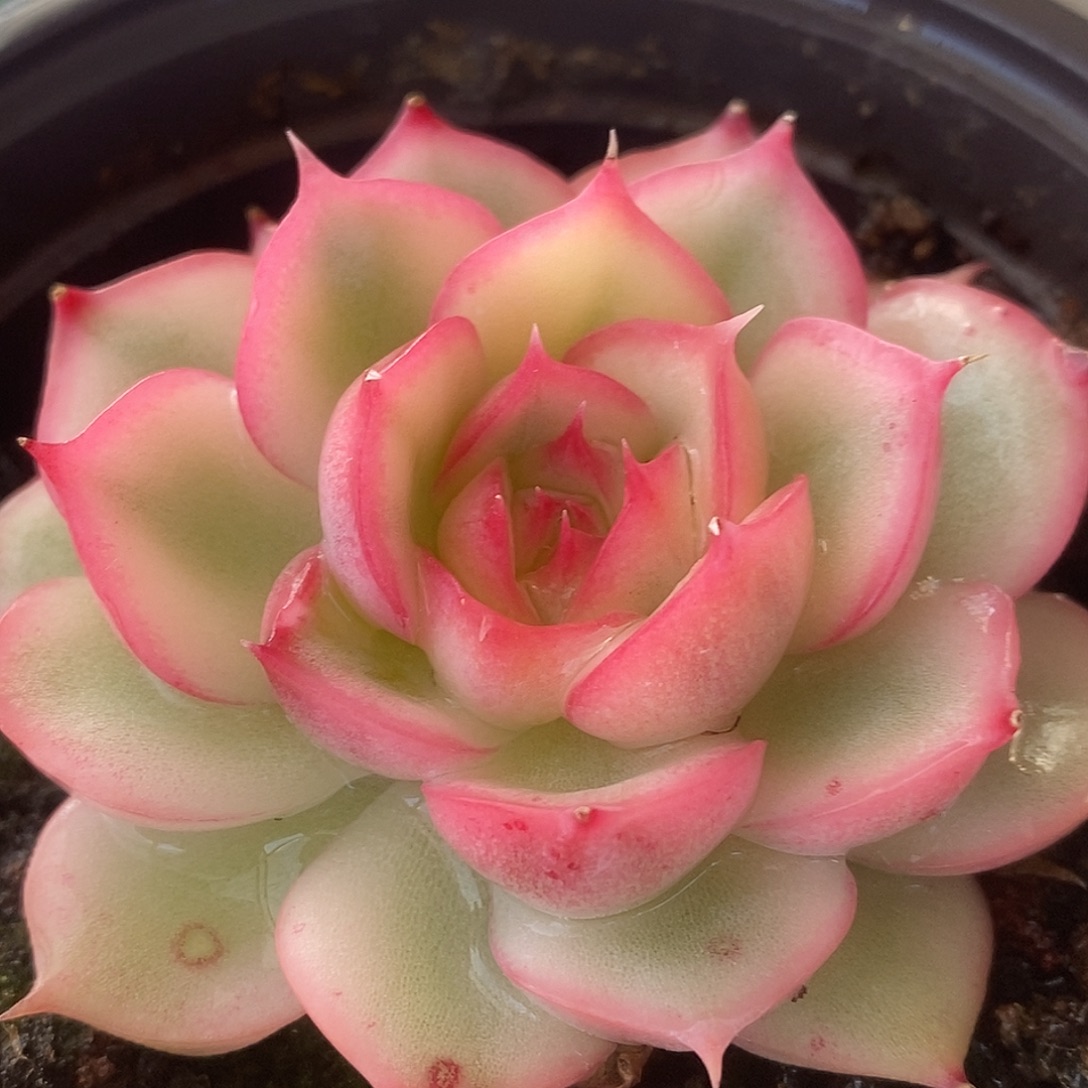 654侧影哈哈哈哈哈哈