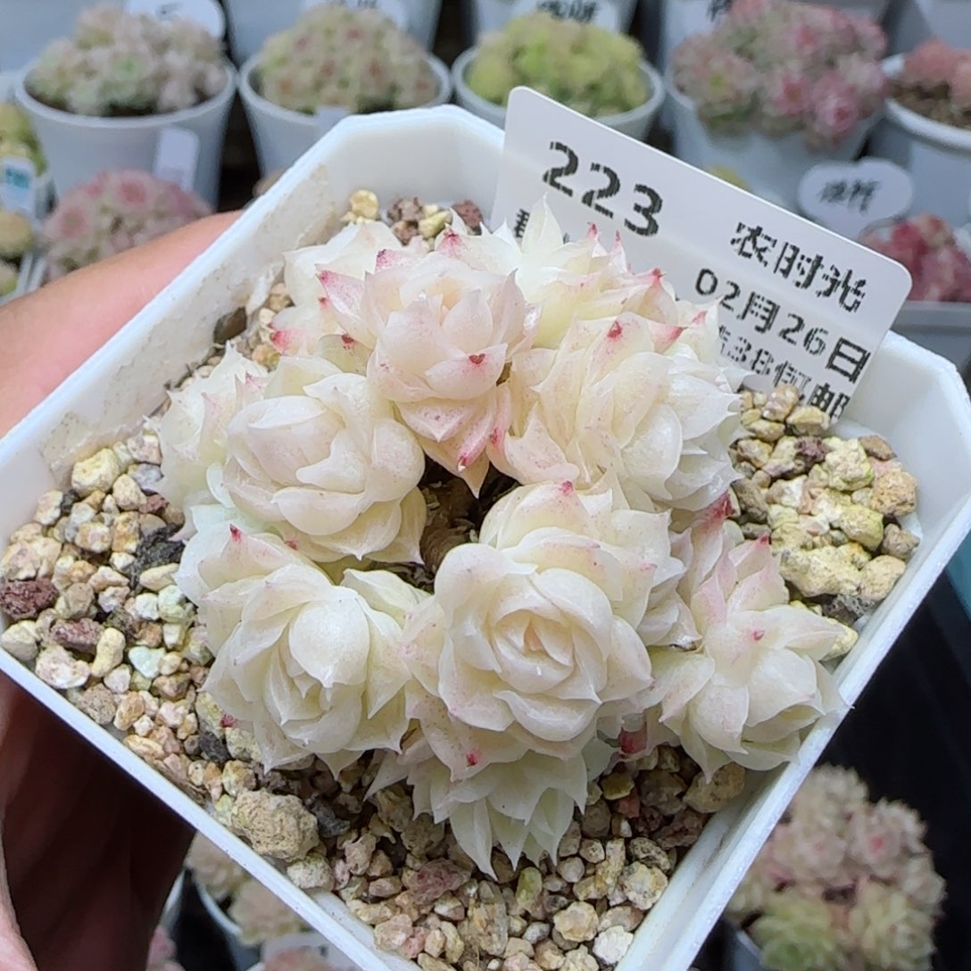 【闪购商品】0226-223麦杆