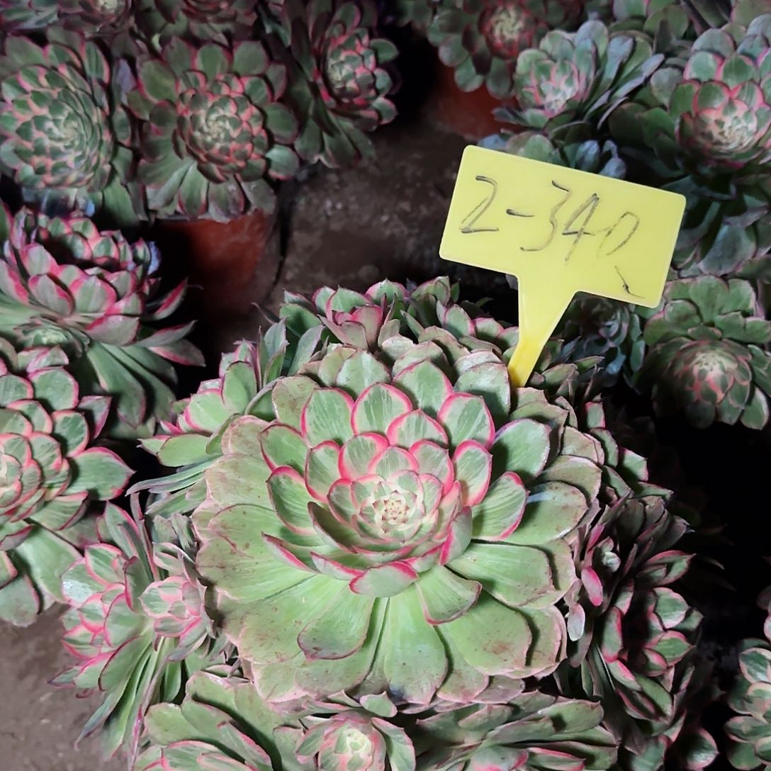 2-340---多头多肉植物