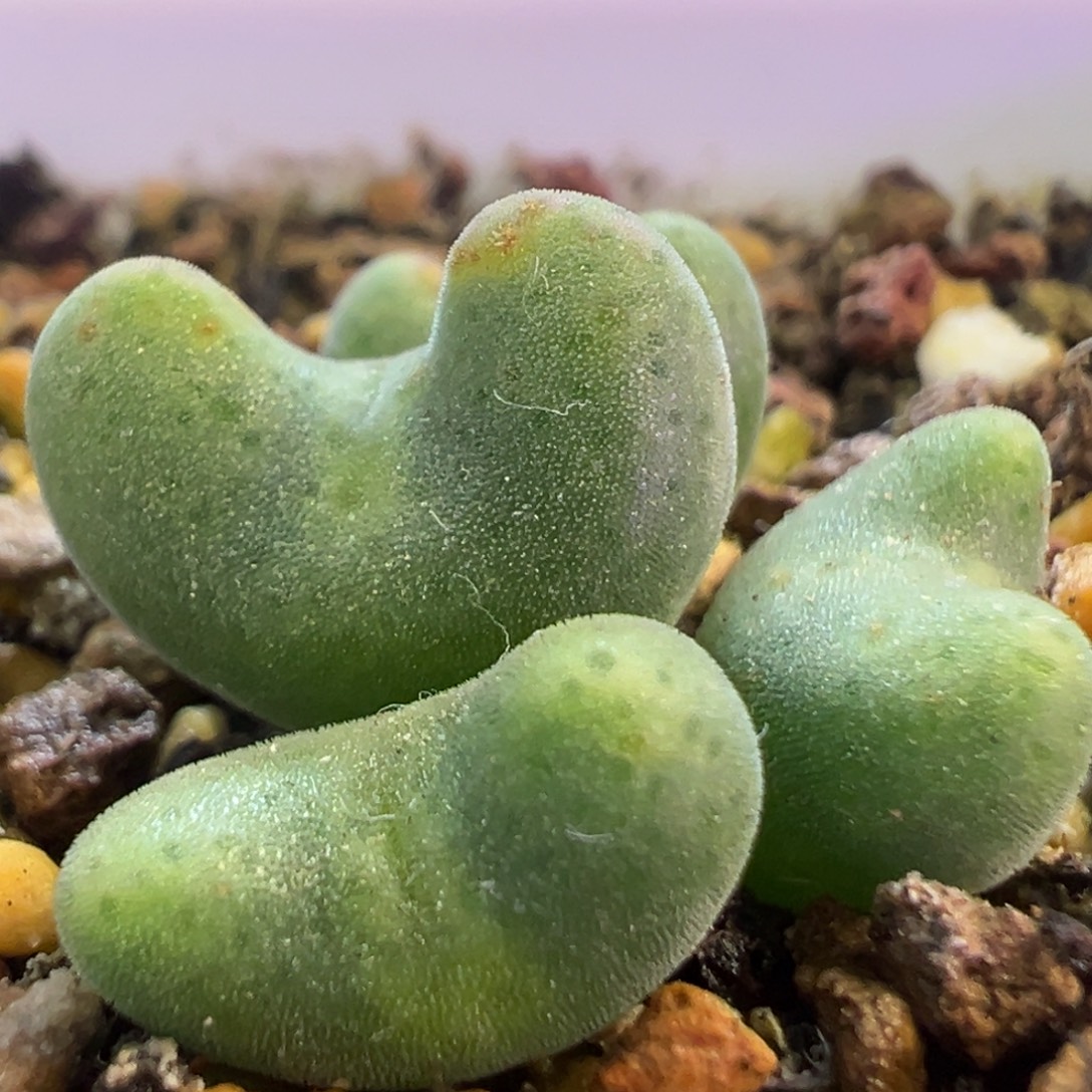 毛弹弓  肉锥植物
