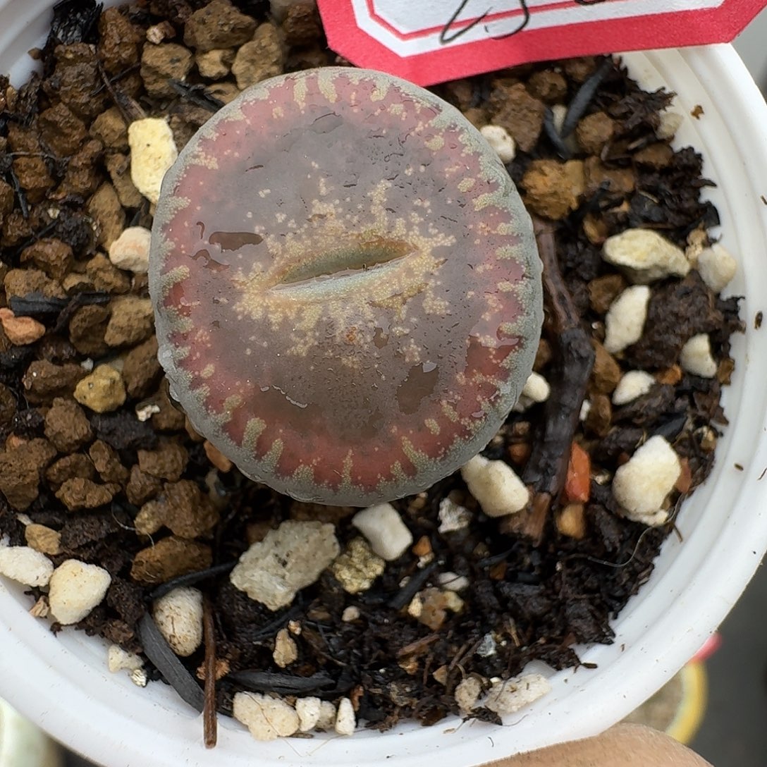 252多肉哈哈哈哈哈哈哈哈