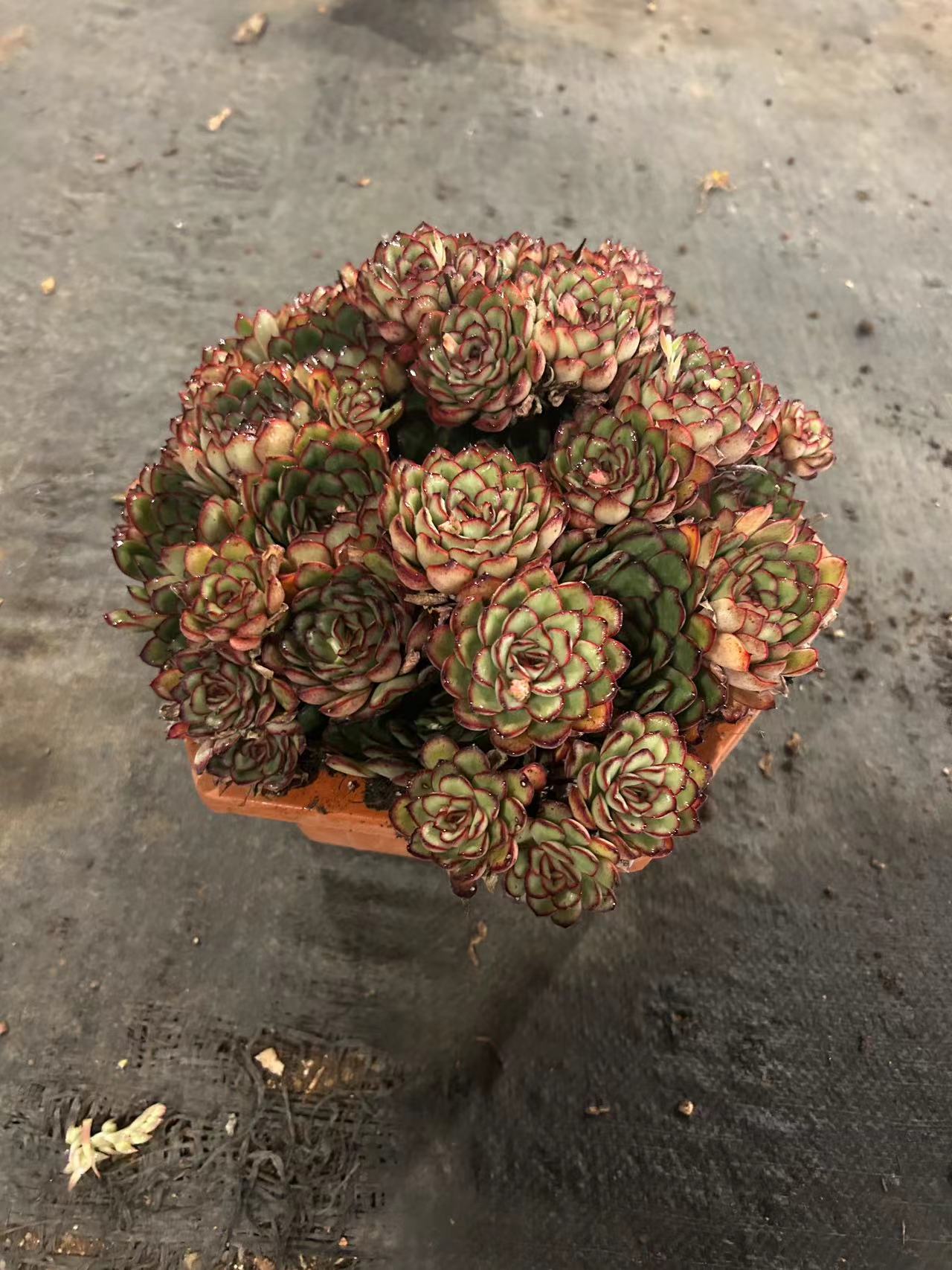 灵隐  精品多肉植物 新手好栽 好养 云南发货