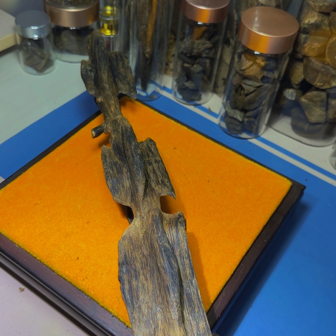 沉香手把件星**眠沉香奇楠天然鸡母虫大料245克