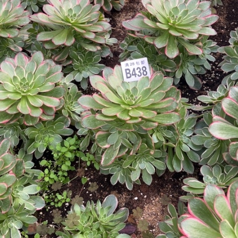 438粉花妖不包断枝