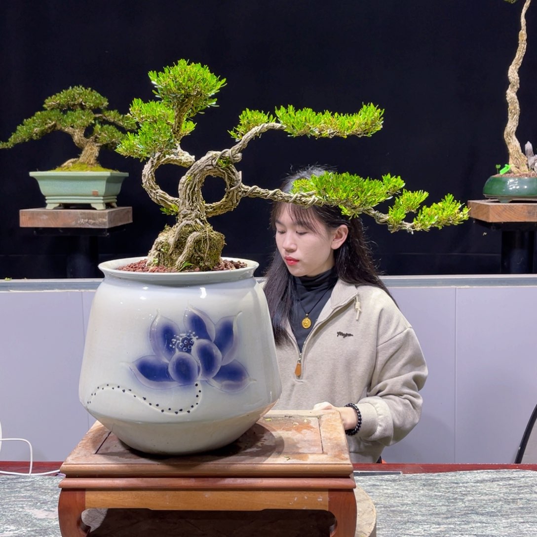 四季常青老桩黄杨盆景