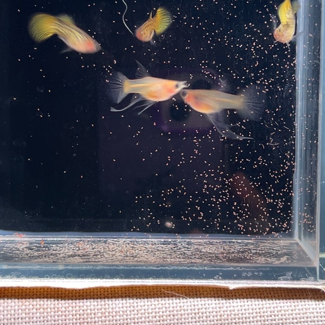 孔雀鱼三公两母黄蕾丝玻璃猫球c 