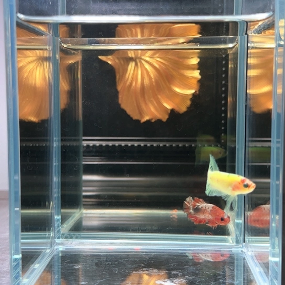 斗鱼活体观赏鱼好养耐活