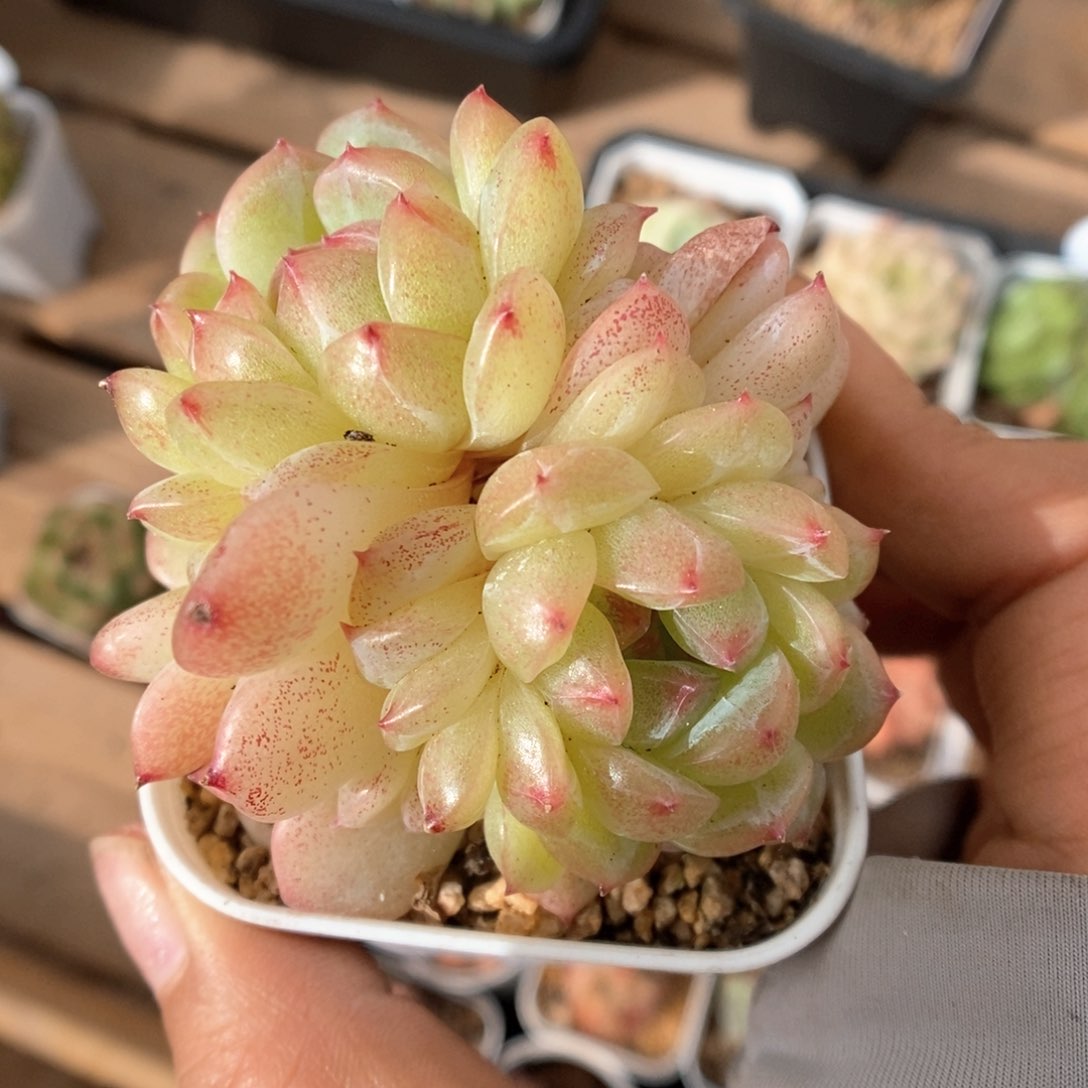 熊猫珍妮双头9696号