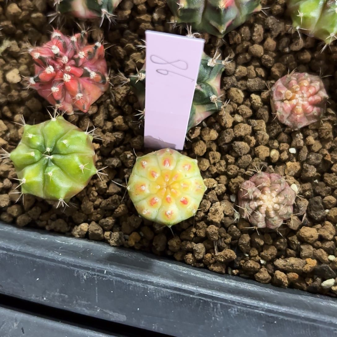 泰国米哈86-0221 多肉