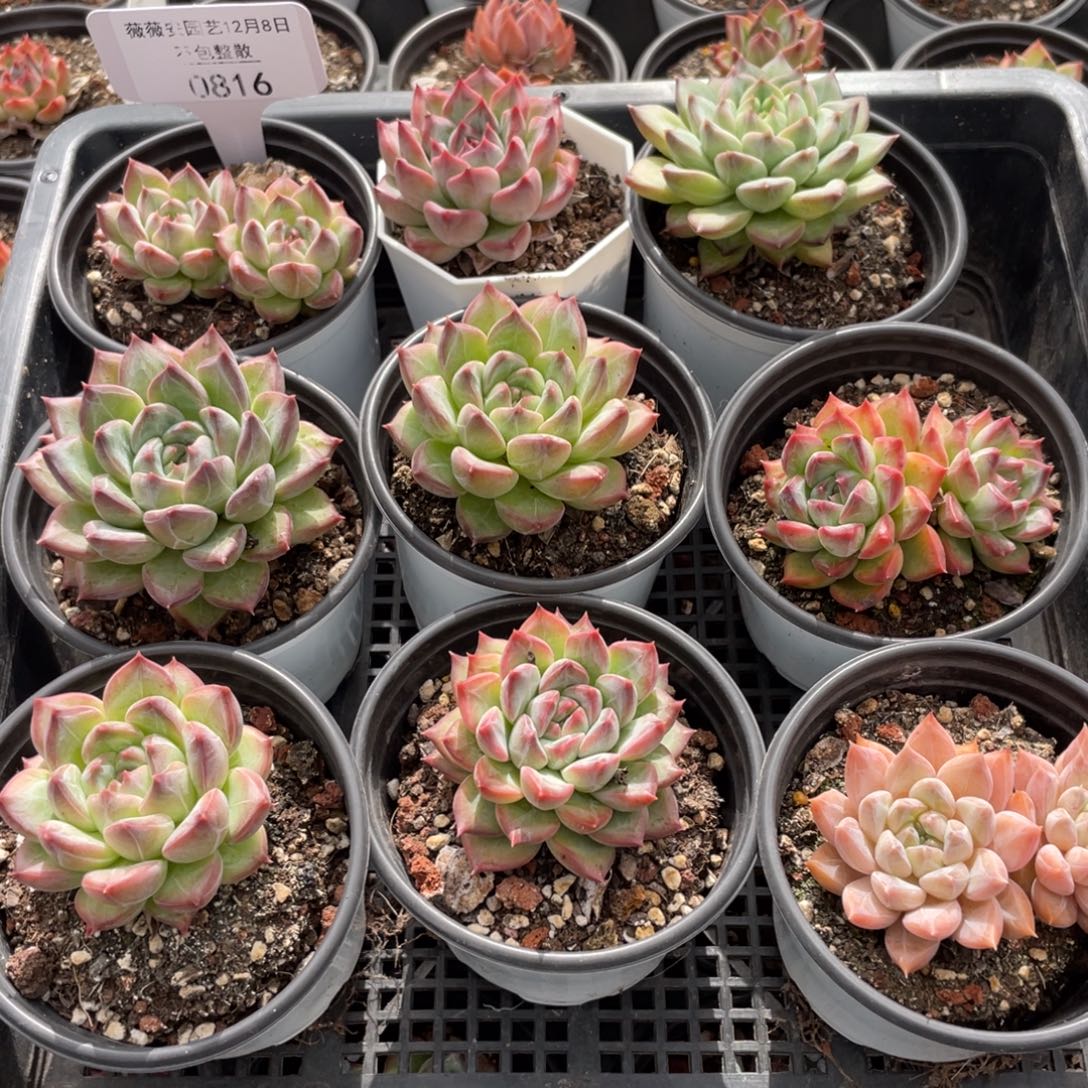 不包整散 盆子不售后0816