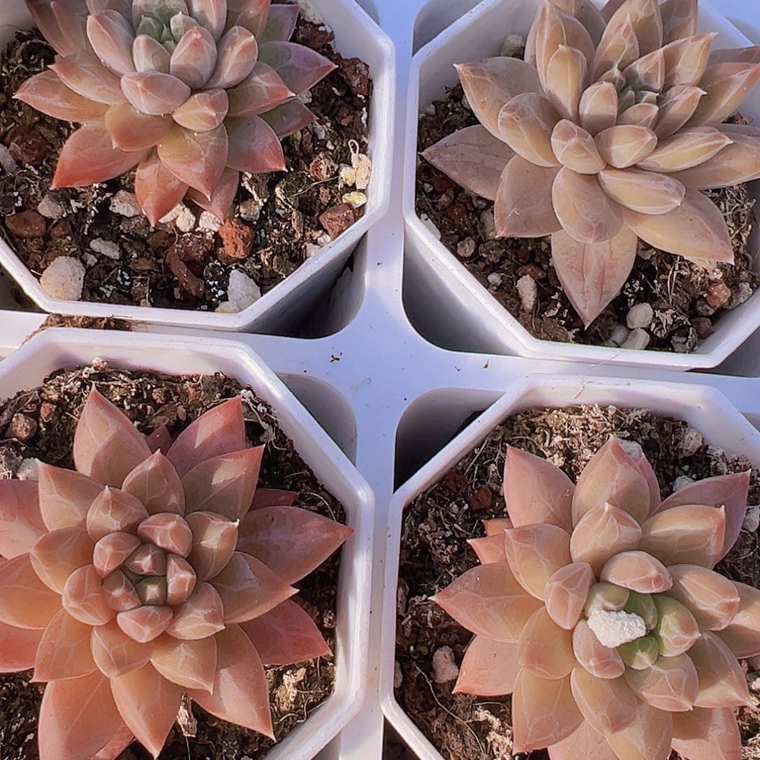 单头伊卡鲁斯19包邮多肉