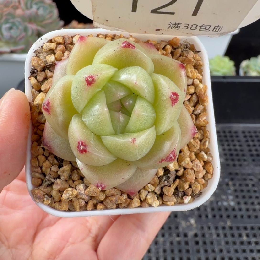 包子麦秆121号一颗