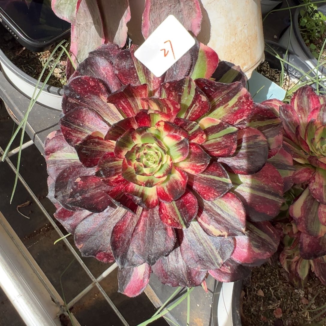 27伯爵无根多肉椅子