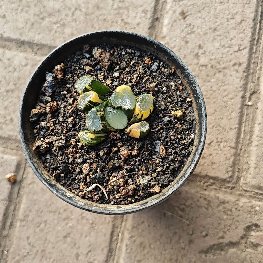 青苹果万象锦一颗多肉植物