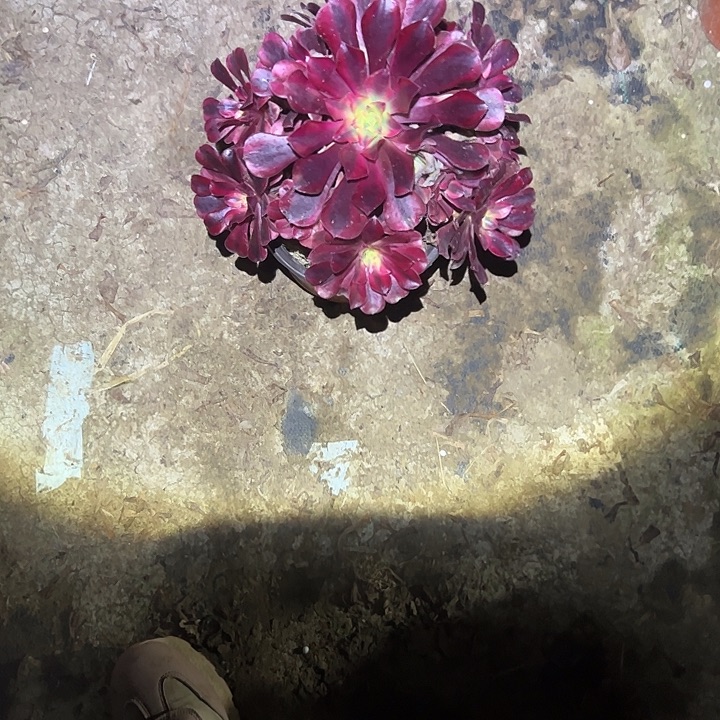 开***心不包侧枝一物一拍105