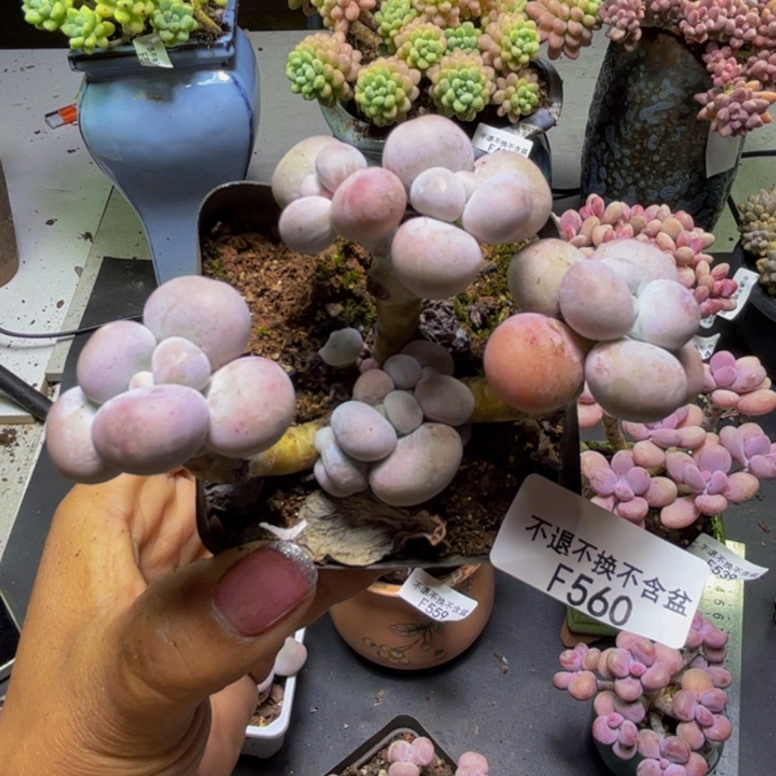 芭比奶酪560/9cn多肉