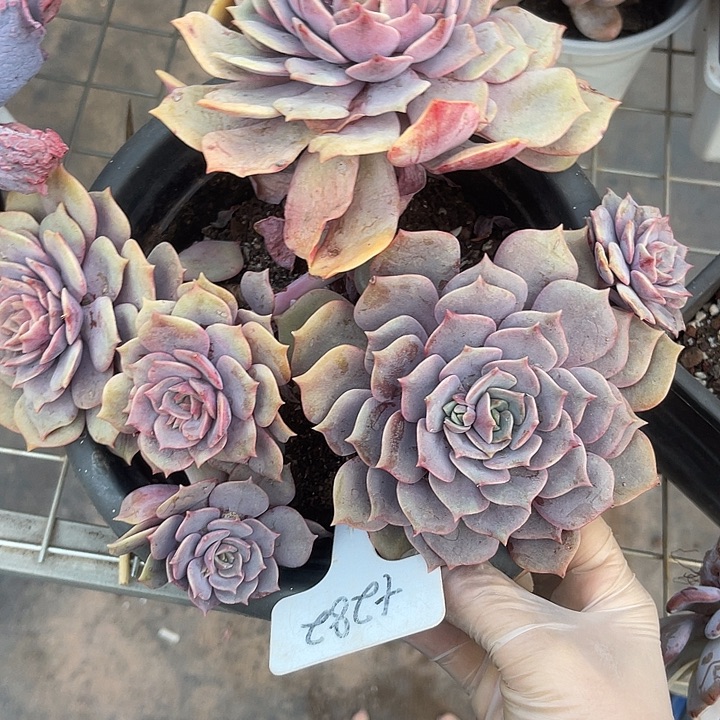 两单包邮，一物一拍282紫姬