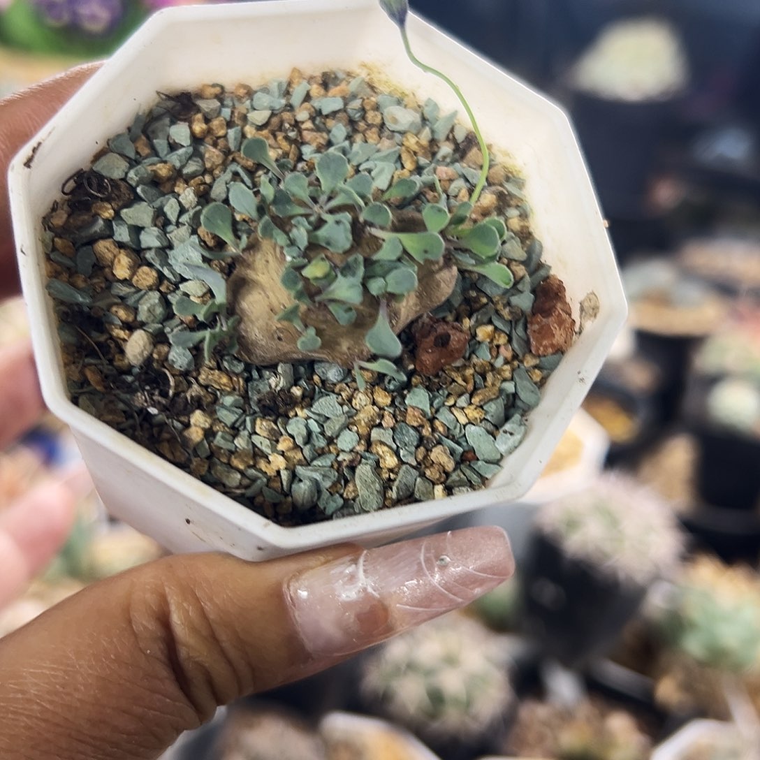 快根仙人球11111111