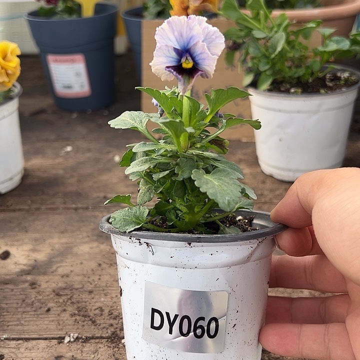 ****.大部分花苞少量开放060号