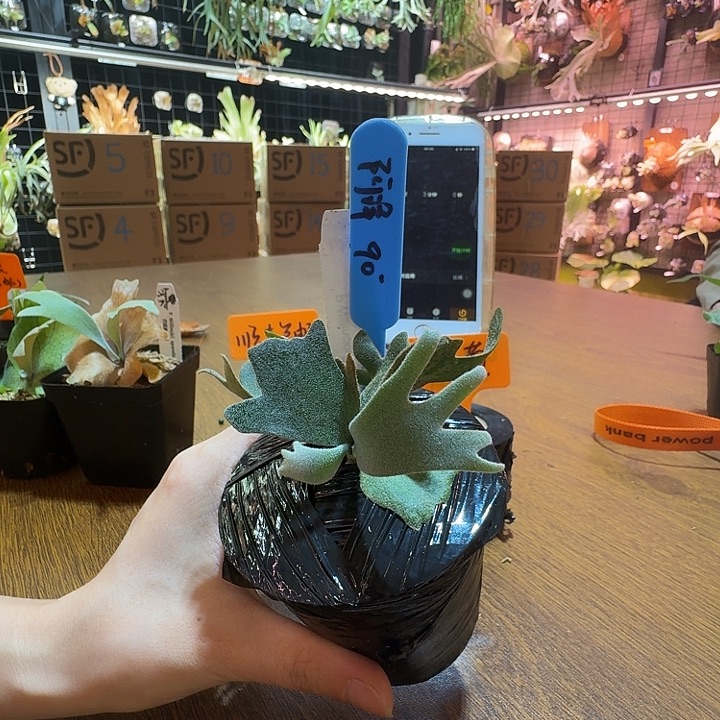 阿***常无花朵鹿野直播间购买细菌