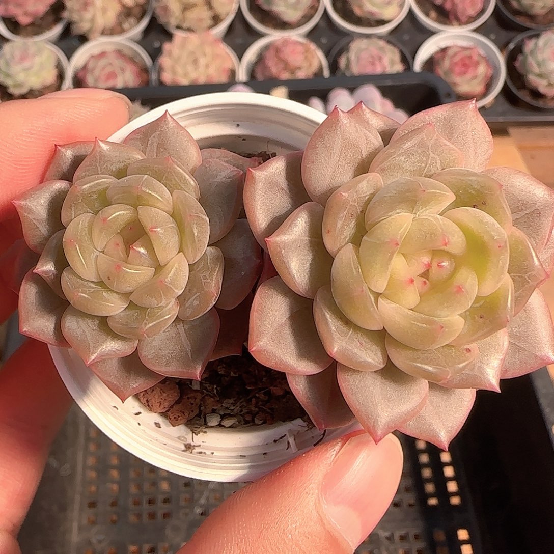 多肉1205-313散的晴川