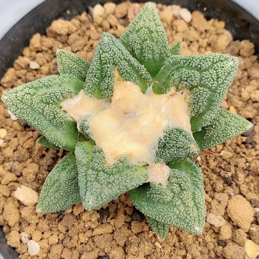 【闪购商品】实生细颗粒辛顿