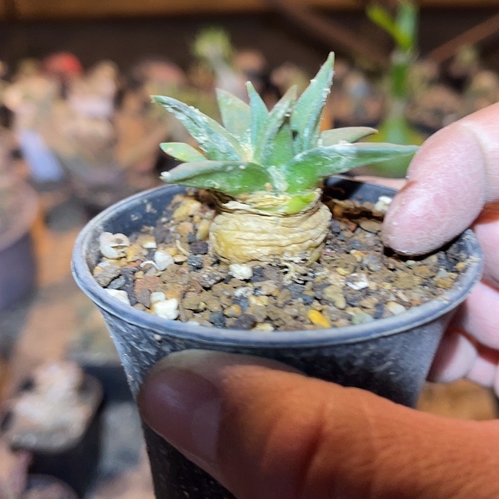 满38包邮2天凑单，脱土晾根发货多肉植物