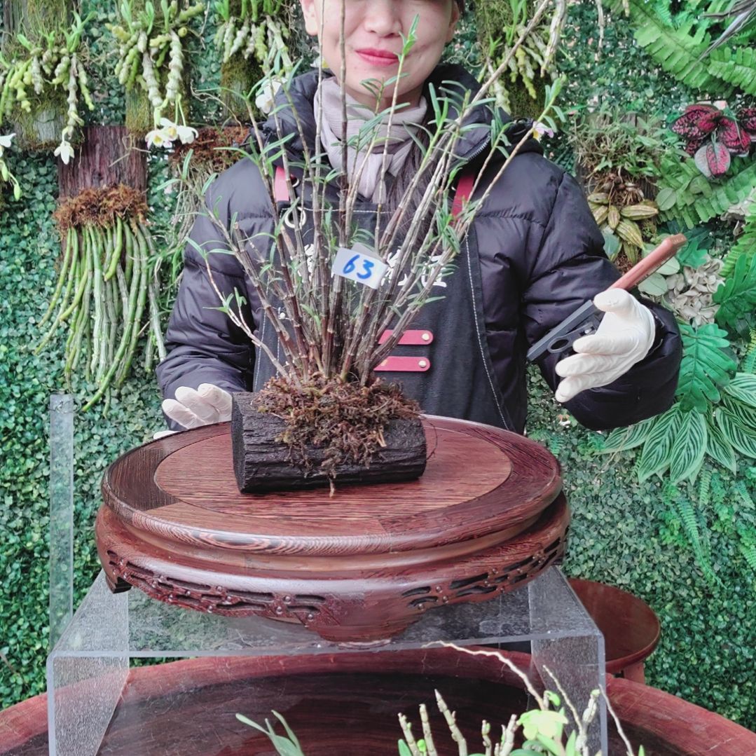63姬竹叶花卉植物微景观