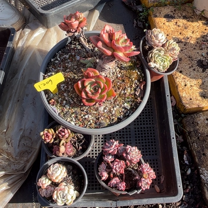 1209多肉5888900000888