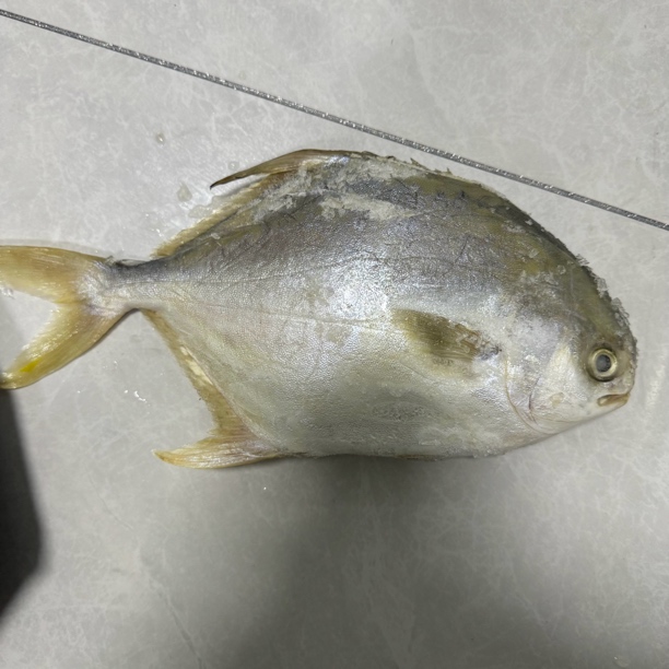 【小两口】单条金鲳鱼1-1.2斤4条起卖大连发货省内包邮