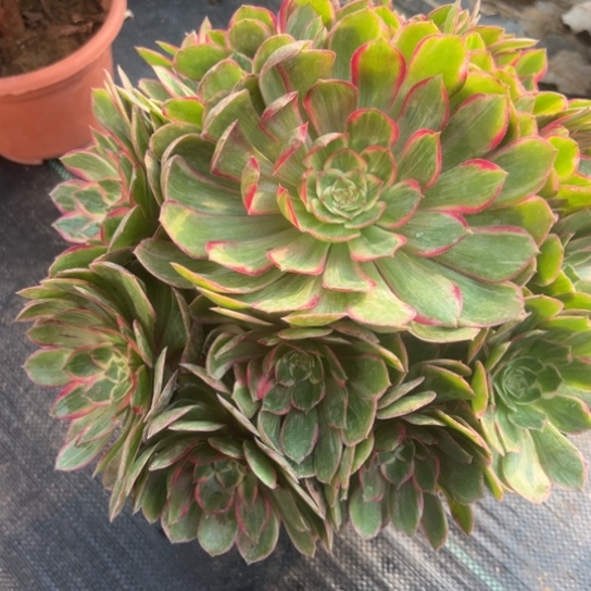 莲花座一颗包邮福利