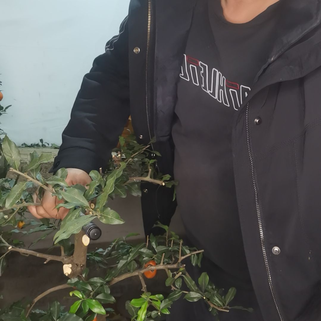 无花朵金弹子四季常青，不落叶开花结果