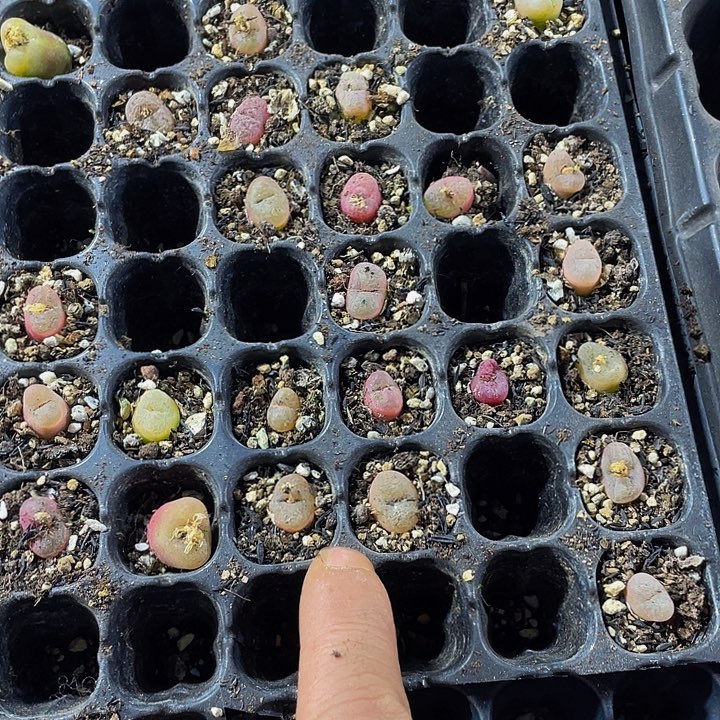 2颗一组小毛汗泥2颗