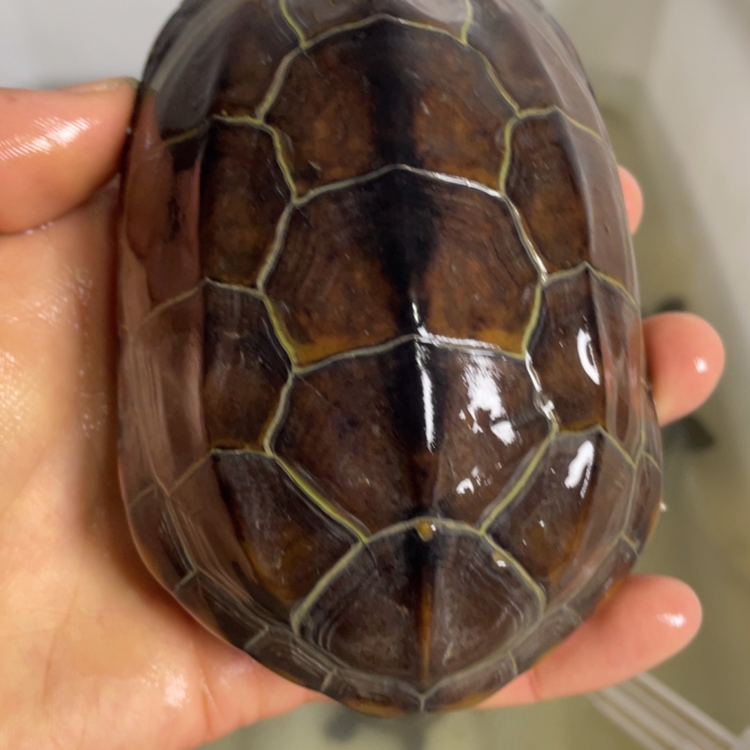 苏北金线冷水草龟