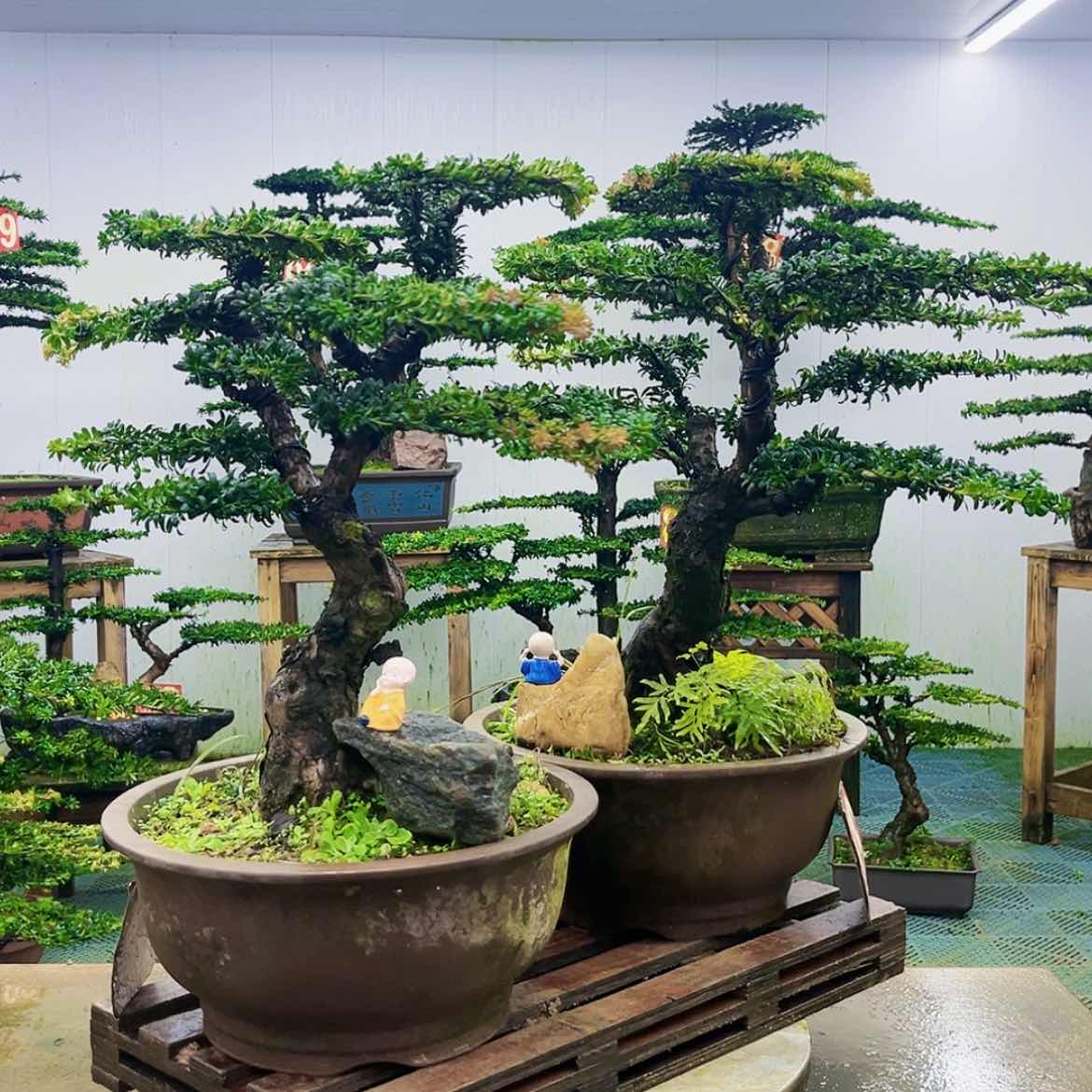 【闪购商品】无花朵