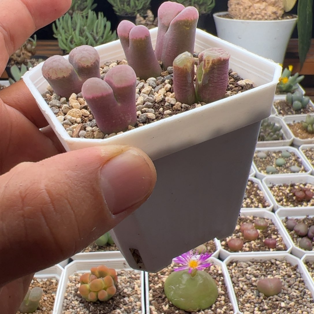 9.23福利风铃多肉植物178