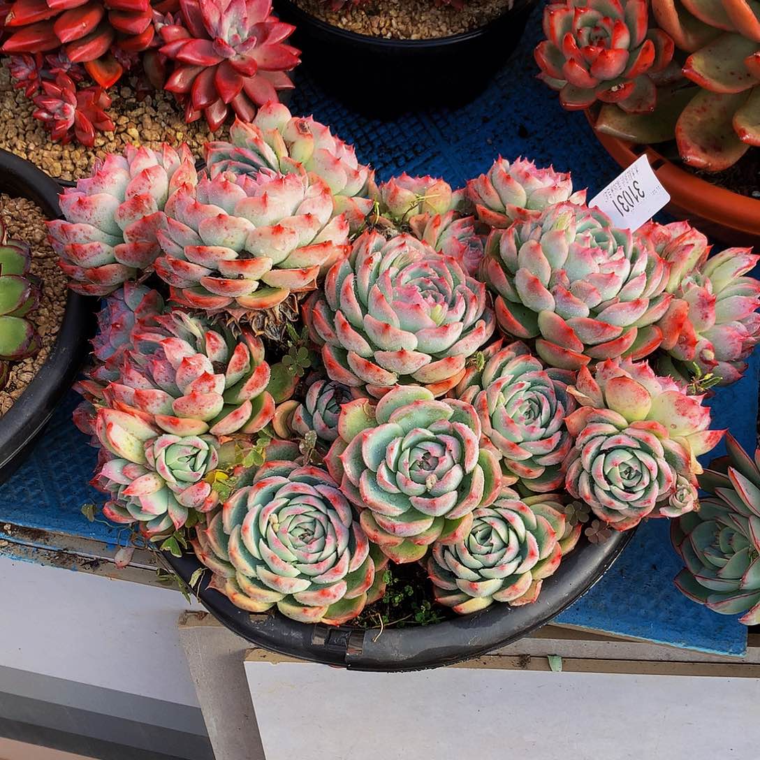 老***王   侧影多肉31031