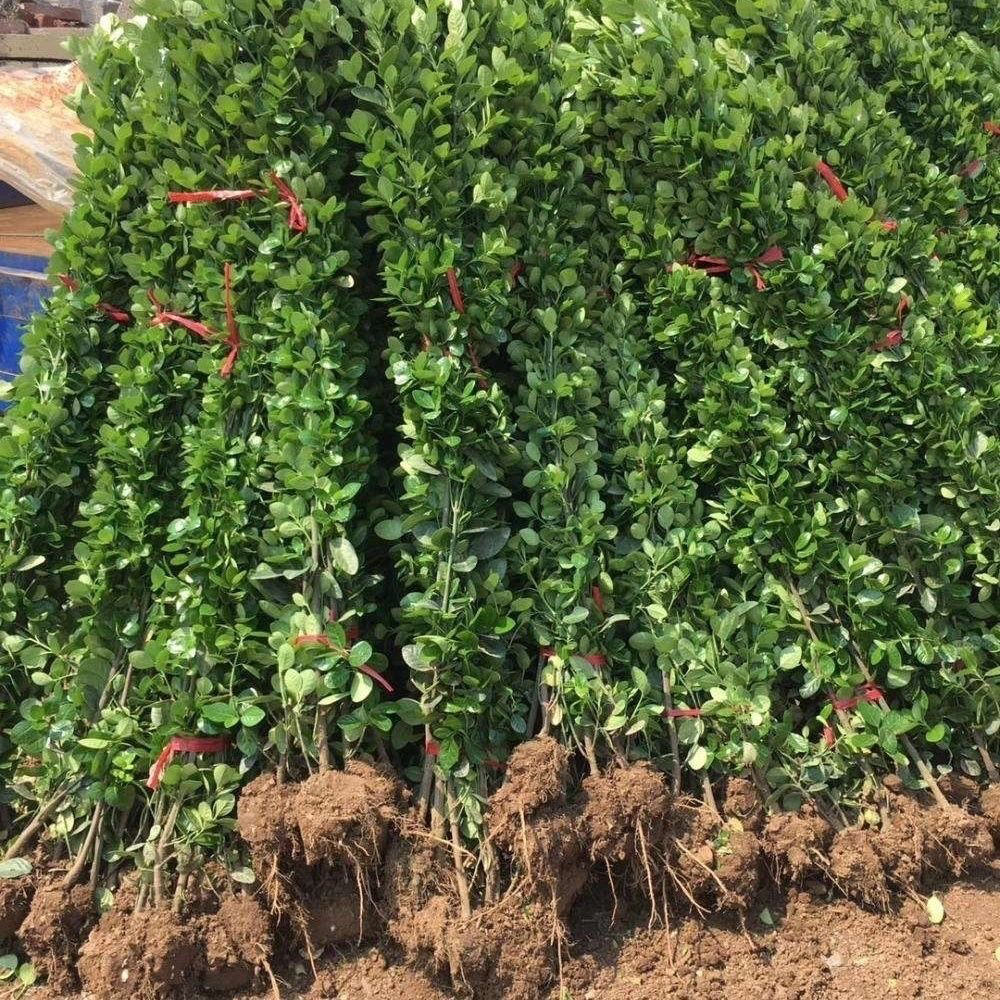 四季常青耐寒绿篱树苗围墙篱笆植物大叶北海道冬青黄杨苗不落叶