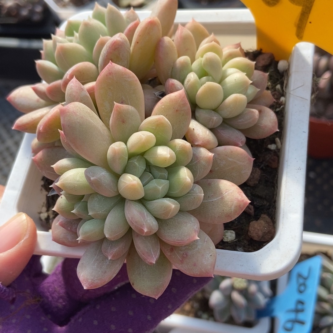 569百搭翡翠多肉植物