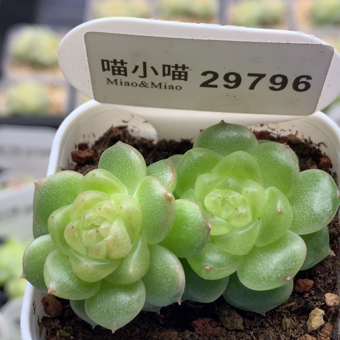 多肉植物杂交珍妮