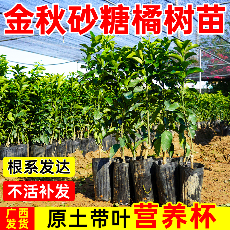 正宗金秋沙糖桔苗砂糖橘树苗正宗早熟砂糖桔苗嫁接柑橘苗当年结果