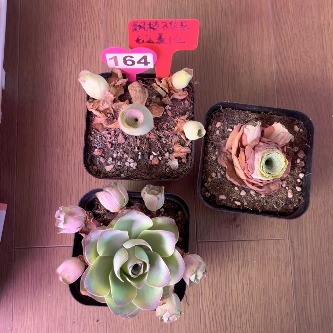 园凤玥➕小玉➕紫芙玫瑰 裸根发