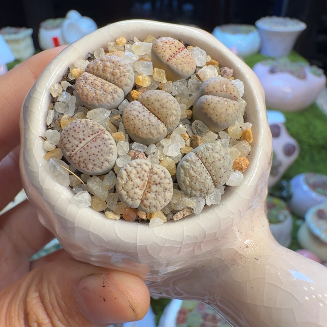 小***郭多肉植物福利冲111