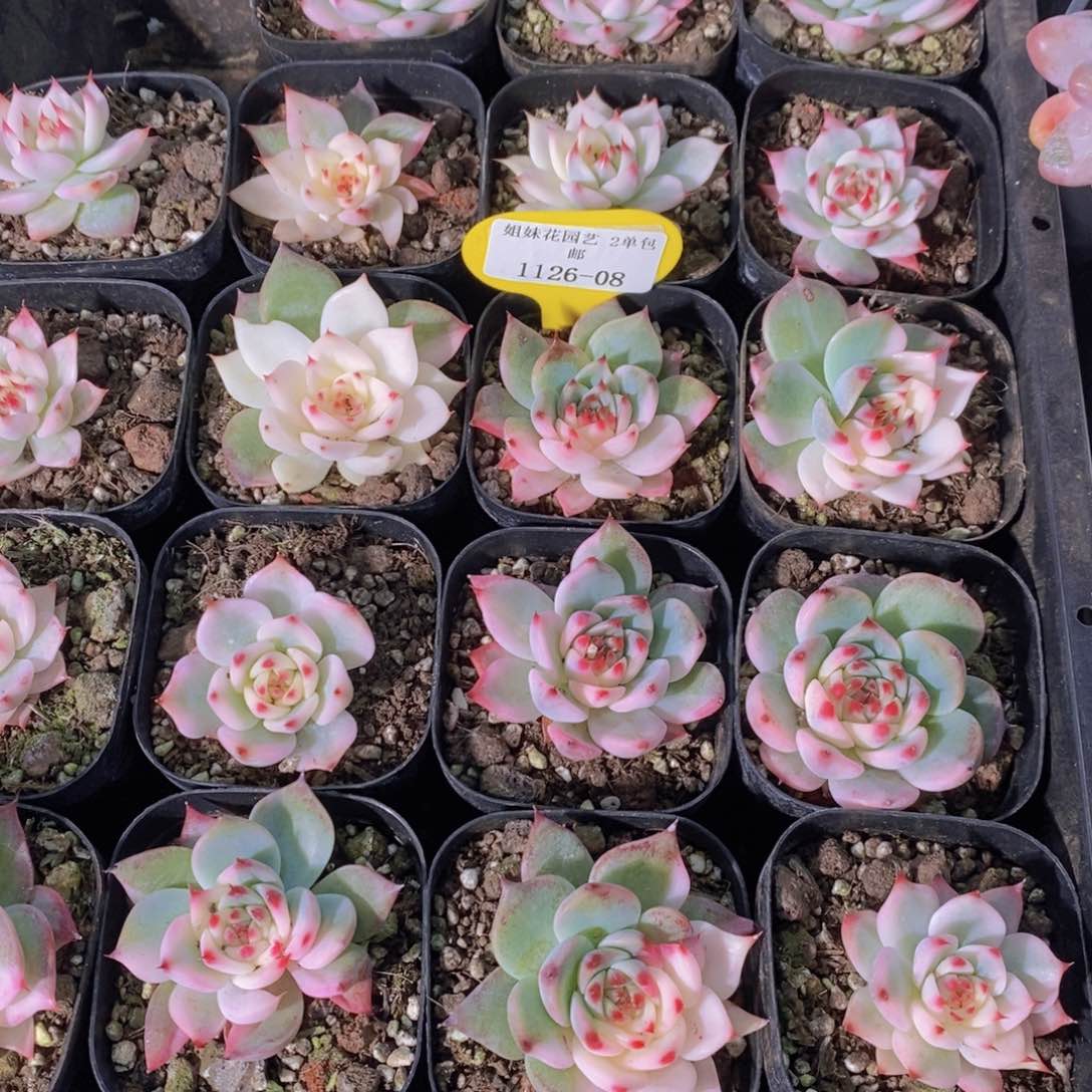 1126-08-福利吉娃娃锦单头一个