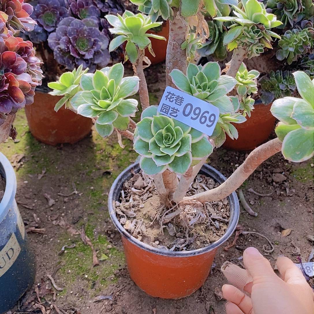 969 号一物一拍20包邮年后发货