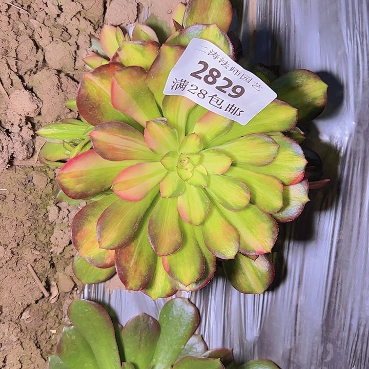 秋*2829流星雨多肉植物2号