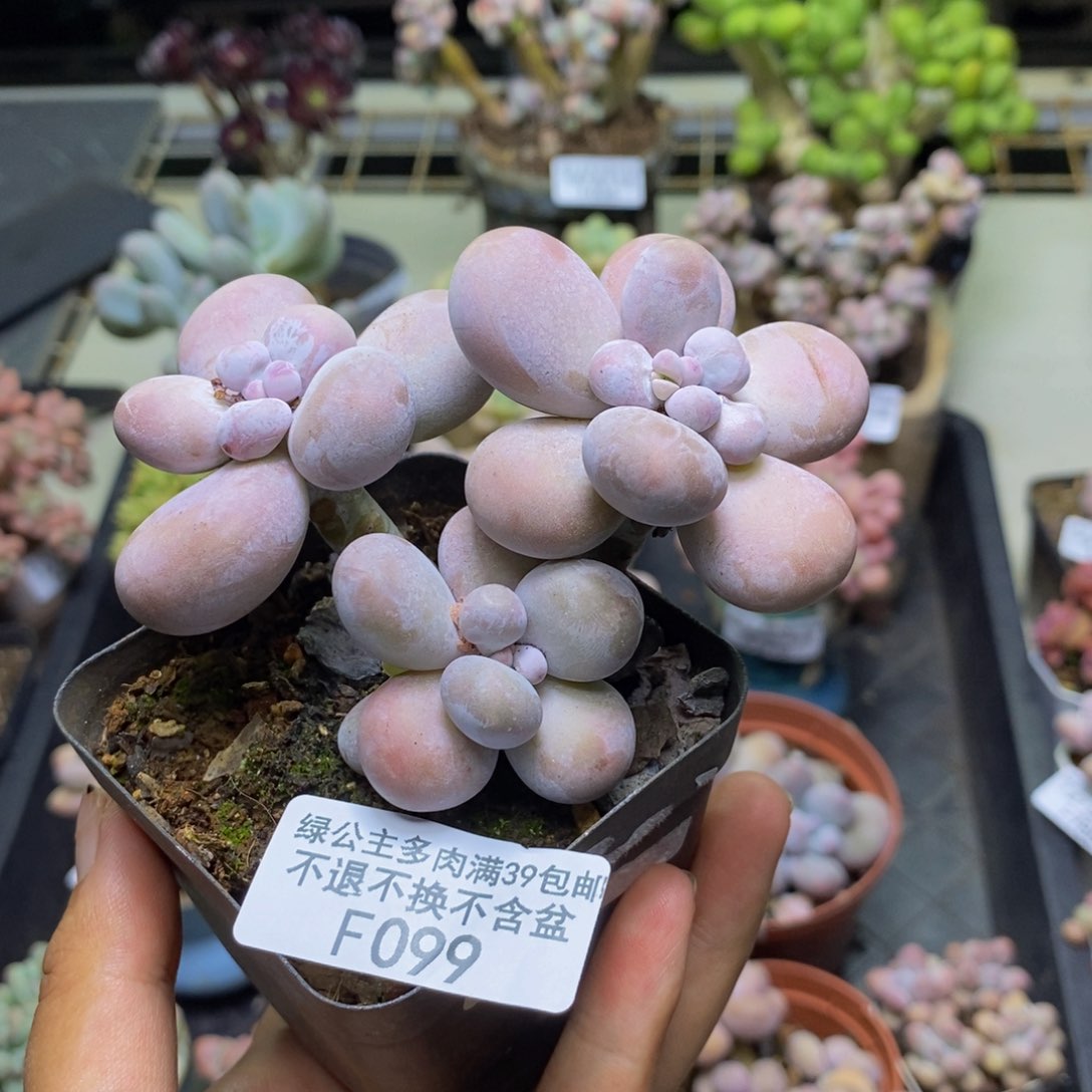 099芭比奶多肉7c m
