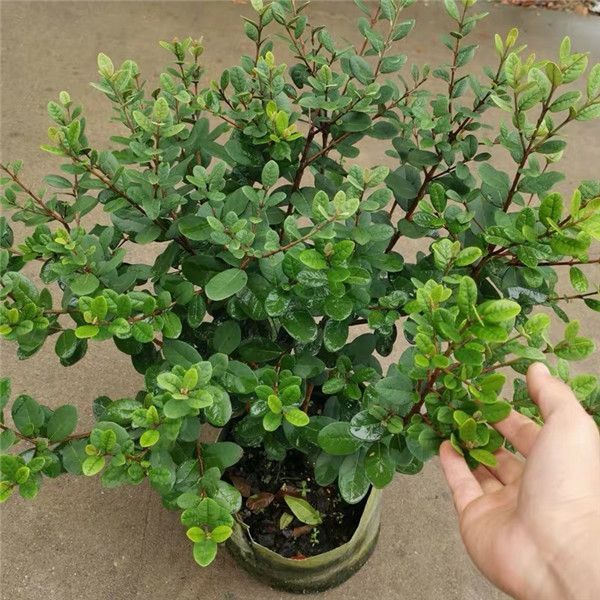 菲油果耐寒耐热开花结果四季常青庭院花园花镜室外搭配