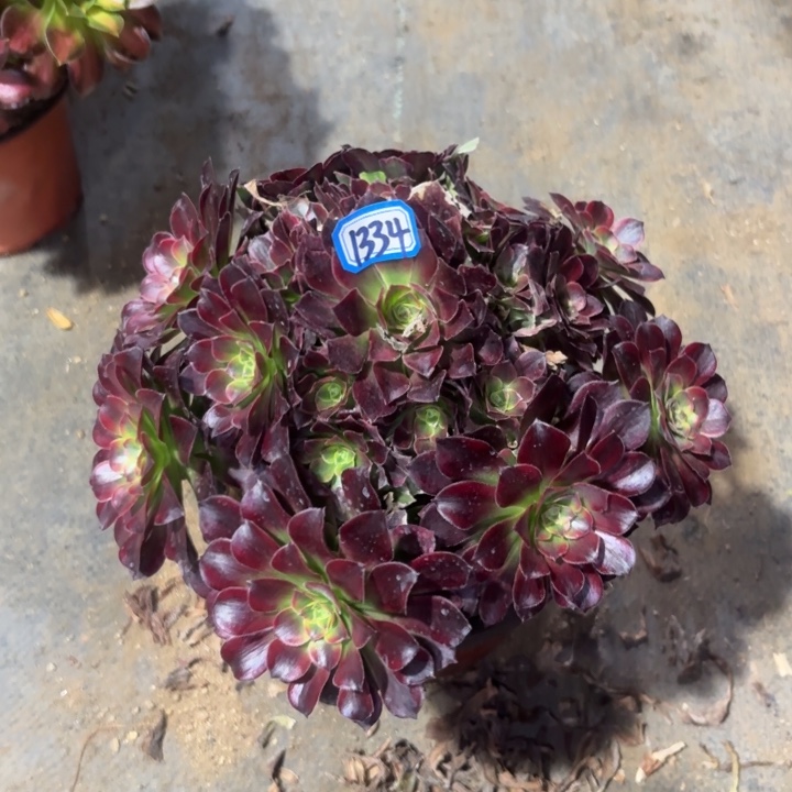 安娜有断枝瑕疵1334