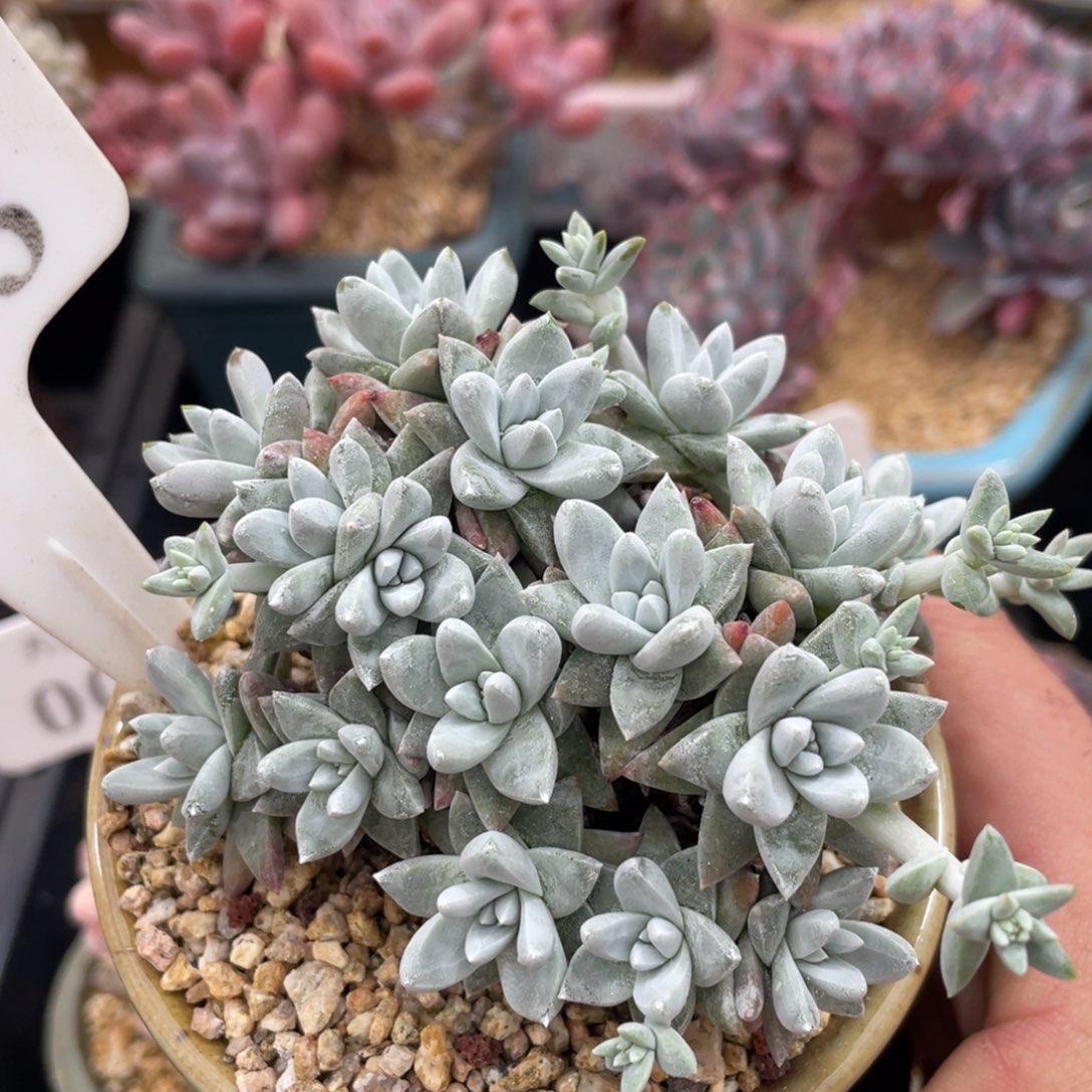 163白菊不带盆9厘米